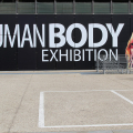 The Human Body Exhibition