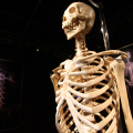 2809_humanbody_6243