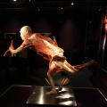 2809_humanbody_6256
