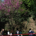 Primavera