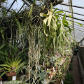Serra tropicale