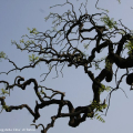 Sophora japonica