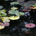 Nymphaea alba