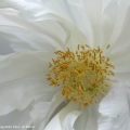 Paeonia suffruticosa