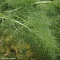 Piante officinali: Foeniculum vulgare Miller