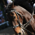 2105_montebello_6343