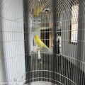 Eduard Kac, Essay Concerning Human Understanding - Installazione: canarino, filodendro, gabbia, apparati tecnologici