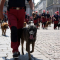 Le unità cinofile della protezione civile