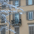 Piccioni in via Belli