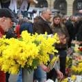Le mimose al mercato di Porta Palazzo