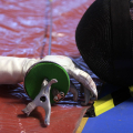 1103_fioretto_7437