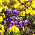 2103_primavera_2332