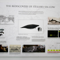 Tales of sea cow