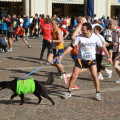 Cani scalpitanti