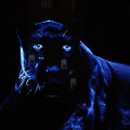 Ivory, 2006 - pantera nera