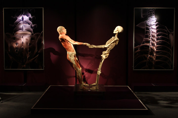 The Human Body Exhibition