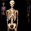 2809_humanbody_6169