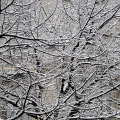 Rami innevati