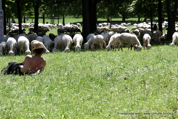 Le pecore in città