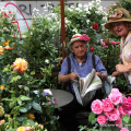 Flor13