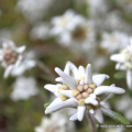 Flor13