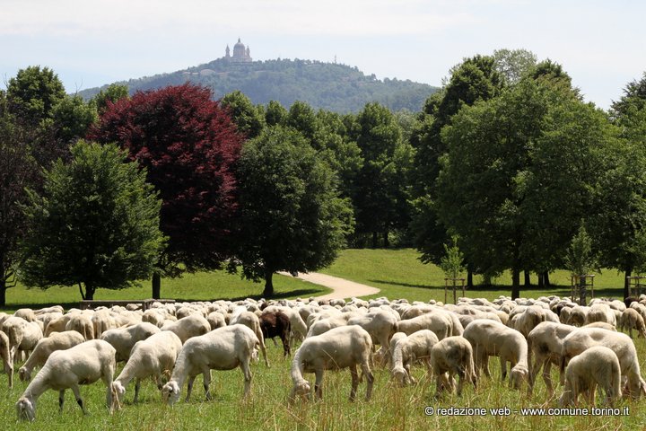 Le pecore tornano a far visita a Torino