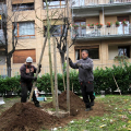 Un nuovo albero al parco della Tesoriera