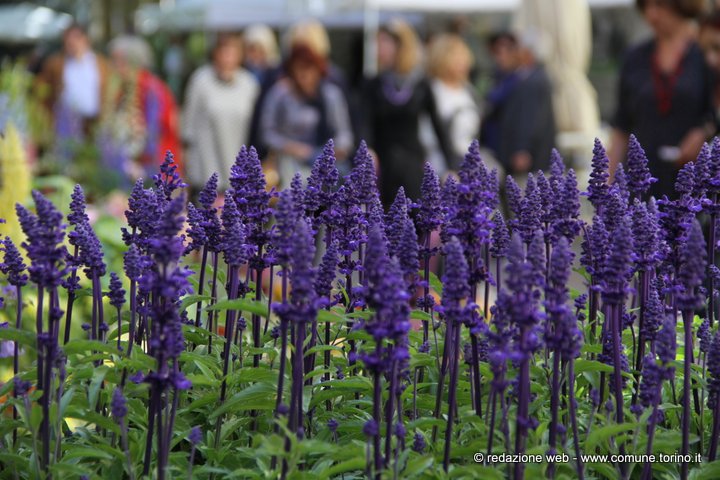 Flor primavera 2016