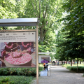 La mostra fotografica 'La Rosa di Damasco. Dalla Siria a Torino'