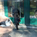 Il gattile  in strada Cuorgnè 139