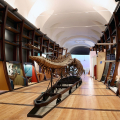 Riapre al pubblico il Museo Regionale di Scienze Naturali