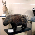 Riapre al pubblico il Museo Regionale di Scienze Naturali