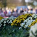 Ognissanti: Celebrazione della S. Messa al Cimitero Parco di Torino