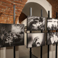 World Press Photo 2025: a Torino il fotogiornalismo che racconta il mondo