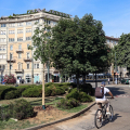 Torino cresce nel verde e nella salute, al via il piano per le alberate storiche